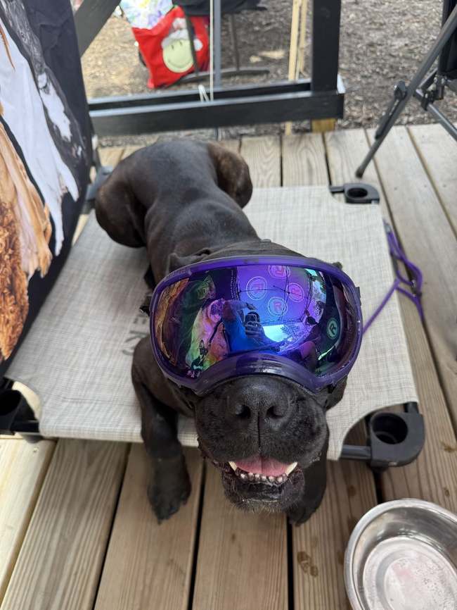 Working dog wearing protective goggles during training