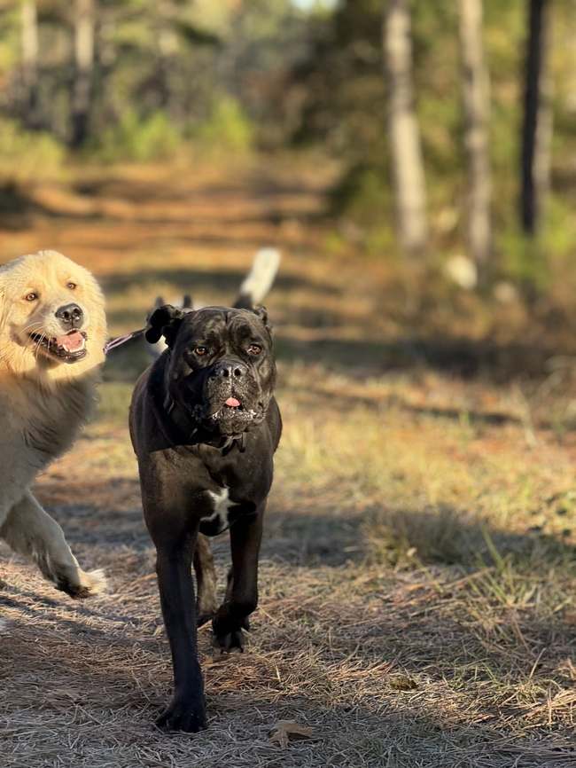 Two dogs training on a trail with George Spohrer